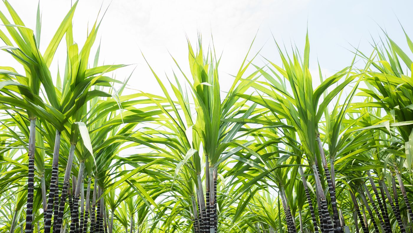 Discover the Elegance and Resilience of Dracaena Canes