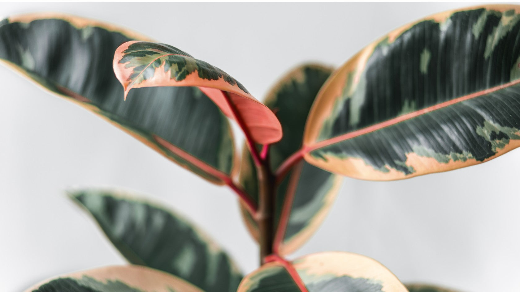 Rubber Plant Care