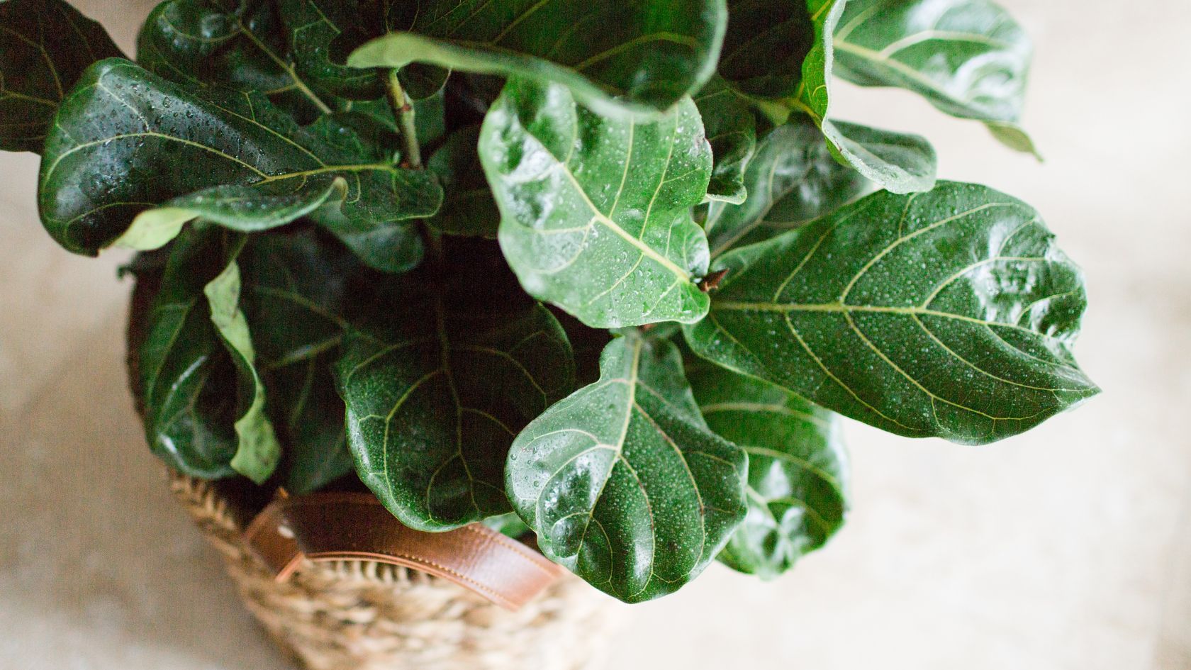 Fiddle Leaf Fig Care Guide