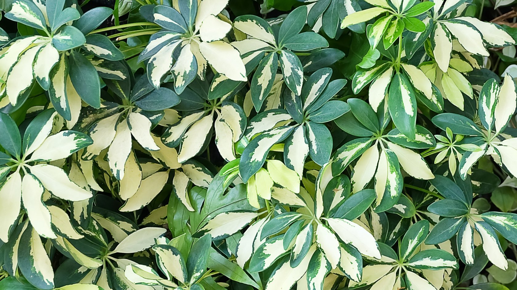 Umbrella Plant Care Guide and comparison to other tropicals