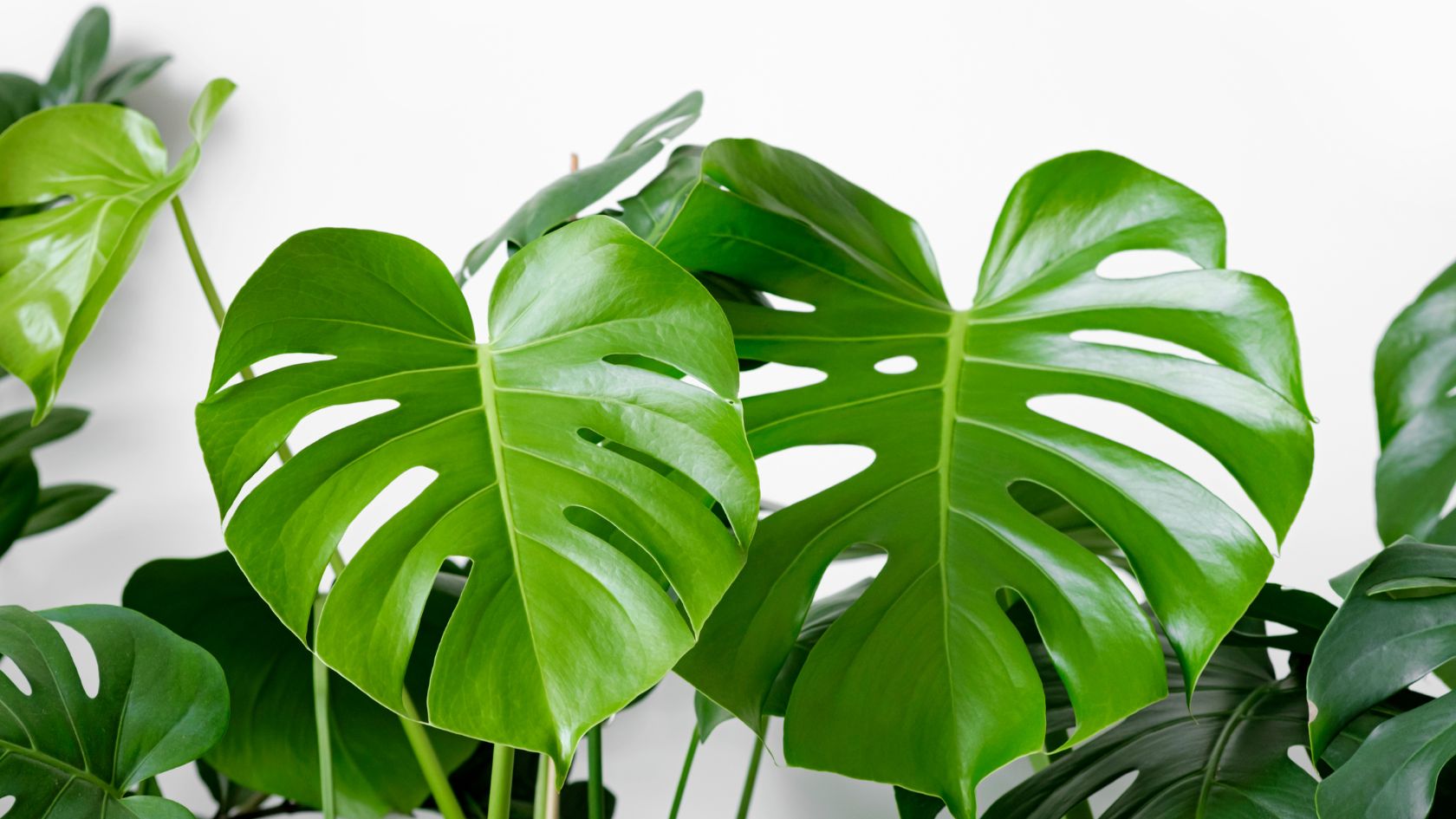 Get a slice of the Swiss Cheese Plant