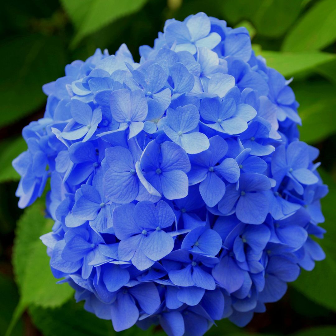 Future of Hydrangeas: Exploring the Premium Benefits of Hi Series Hydrangeas