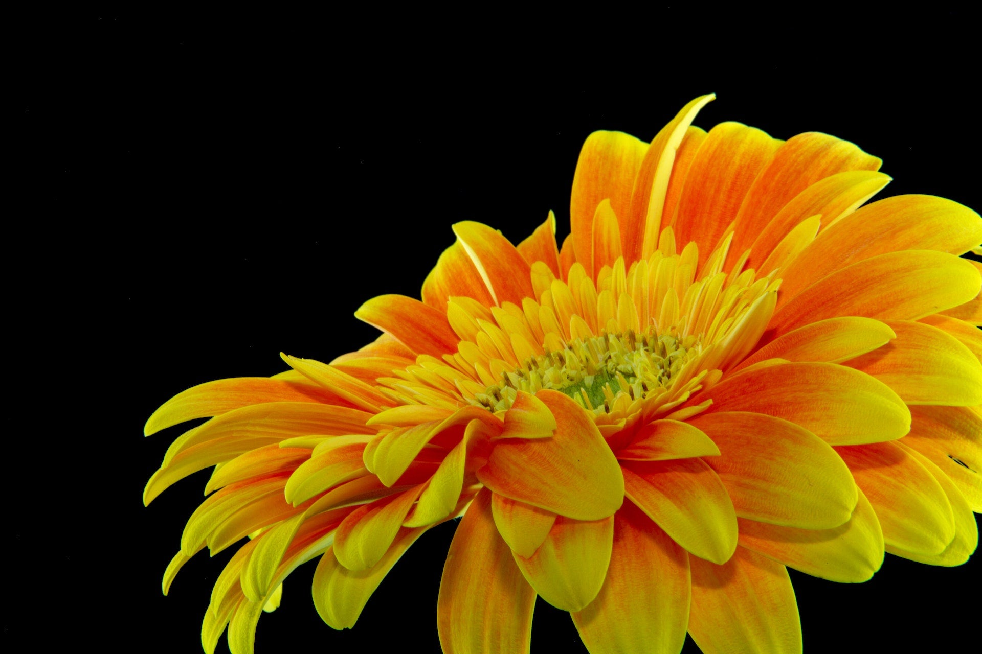 Mastering Gerbera Daisy Care for Gorgeous Gardens