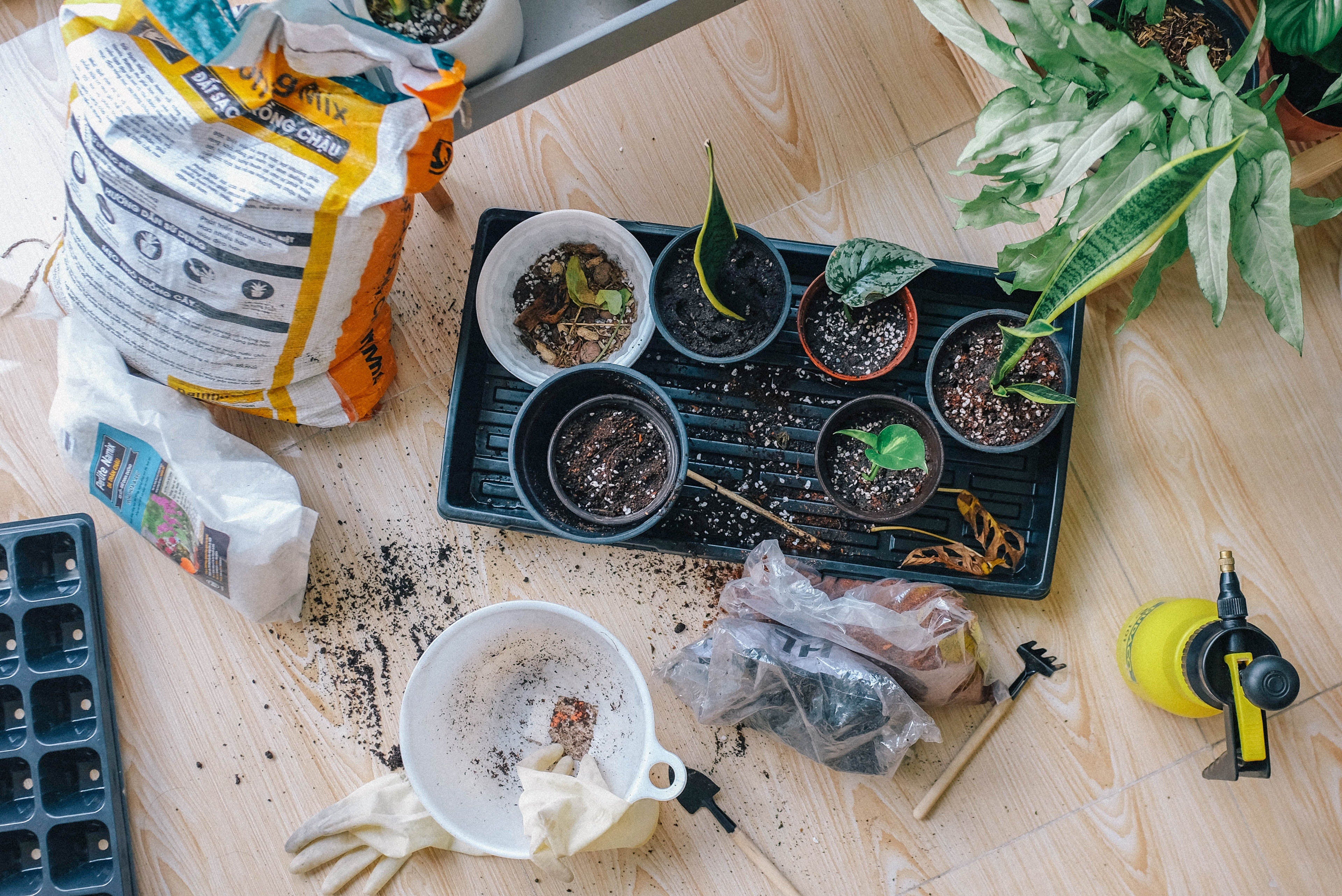 Companion Planting, the easiest way to help your garden thrive!