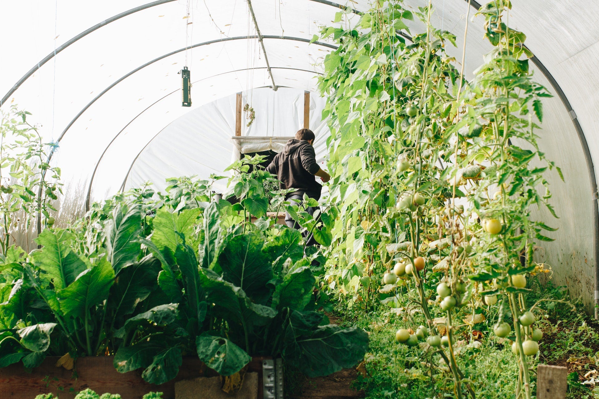 Tips For Watering Your Vegetable Garden