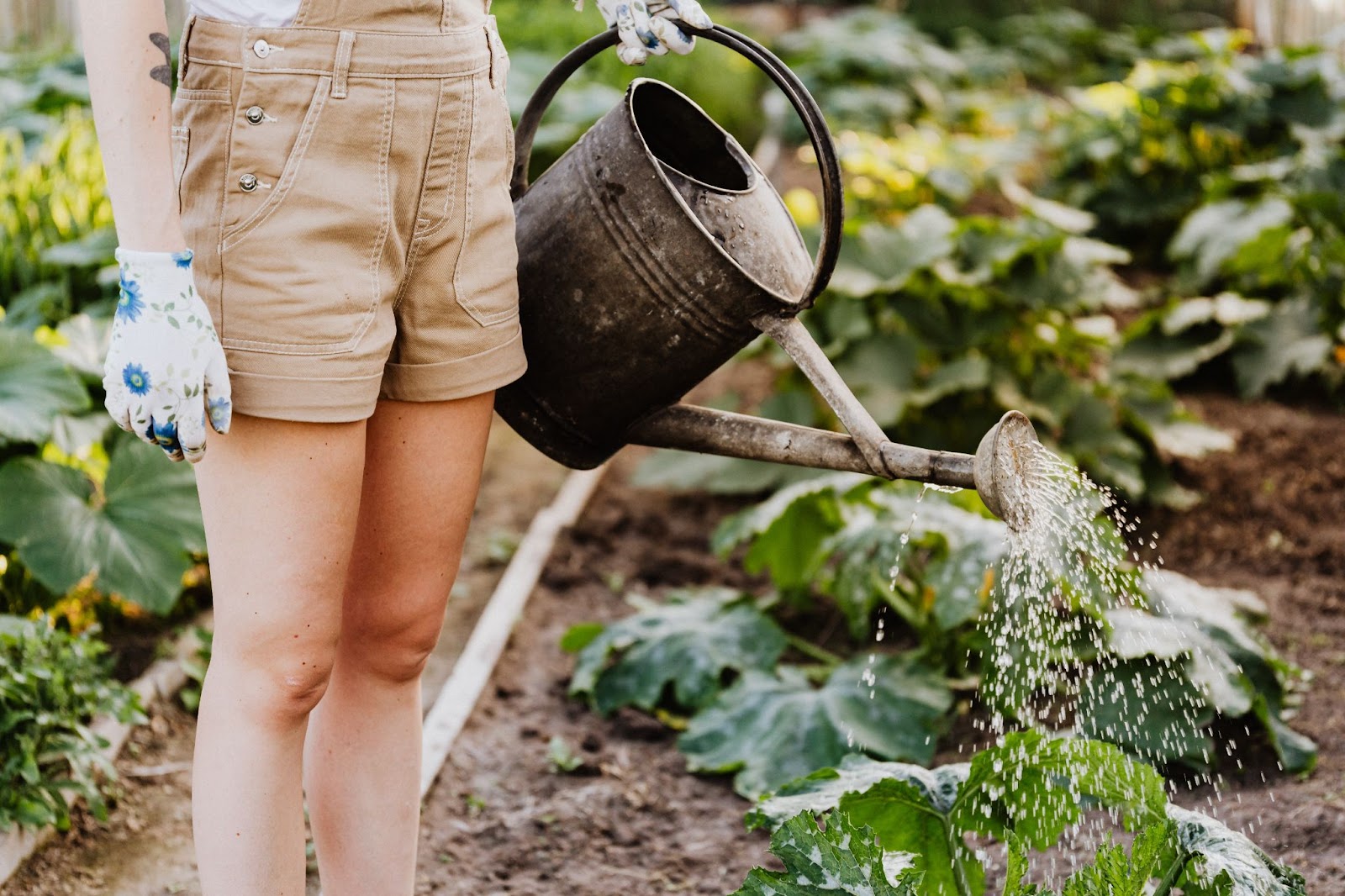 Key tips for watering your plants