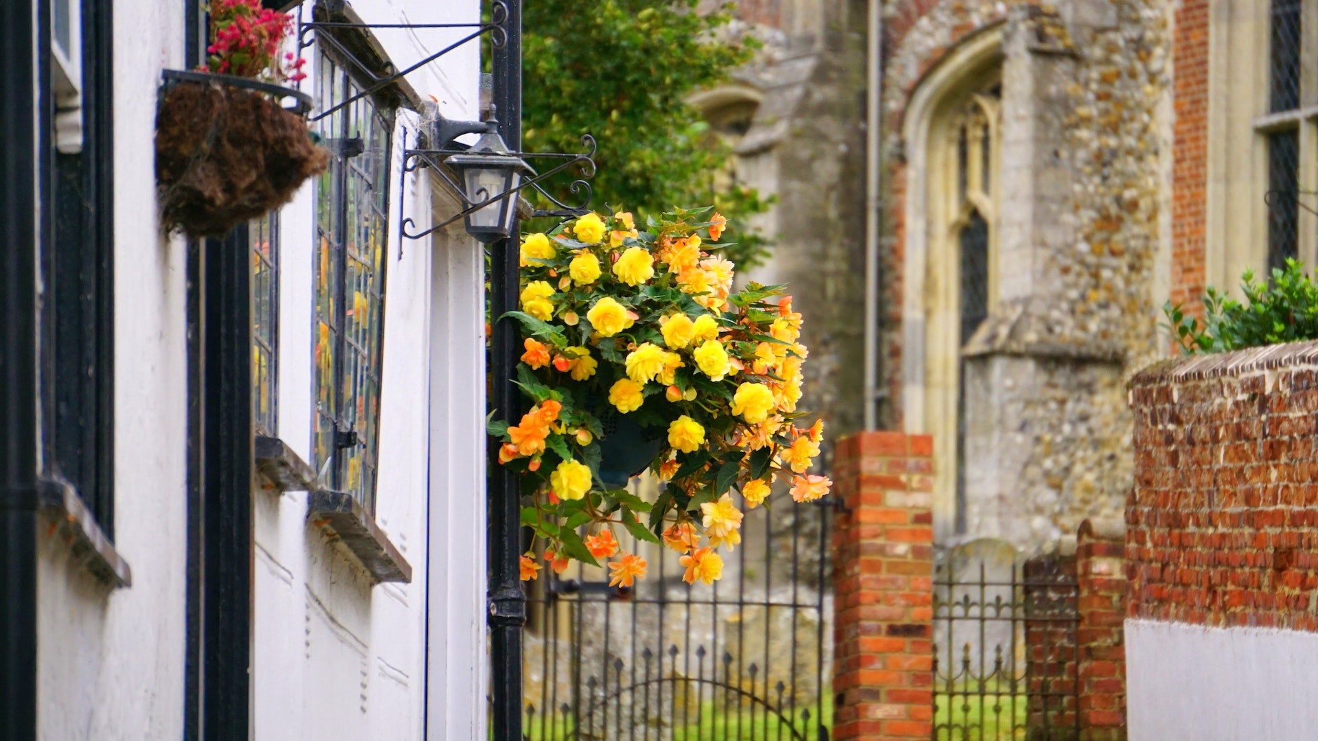 How to Care for your Hanging Baskets