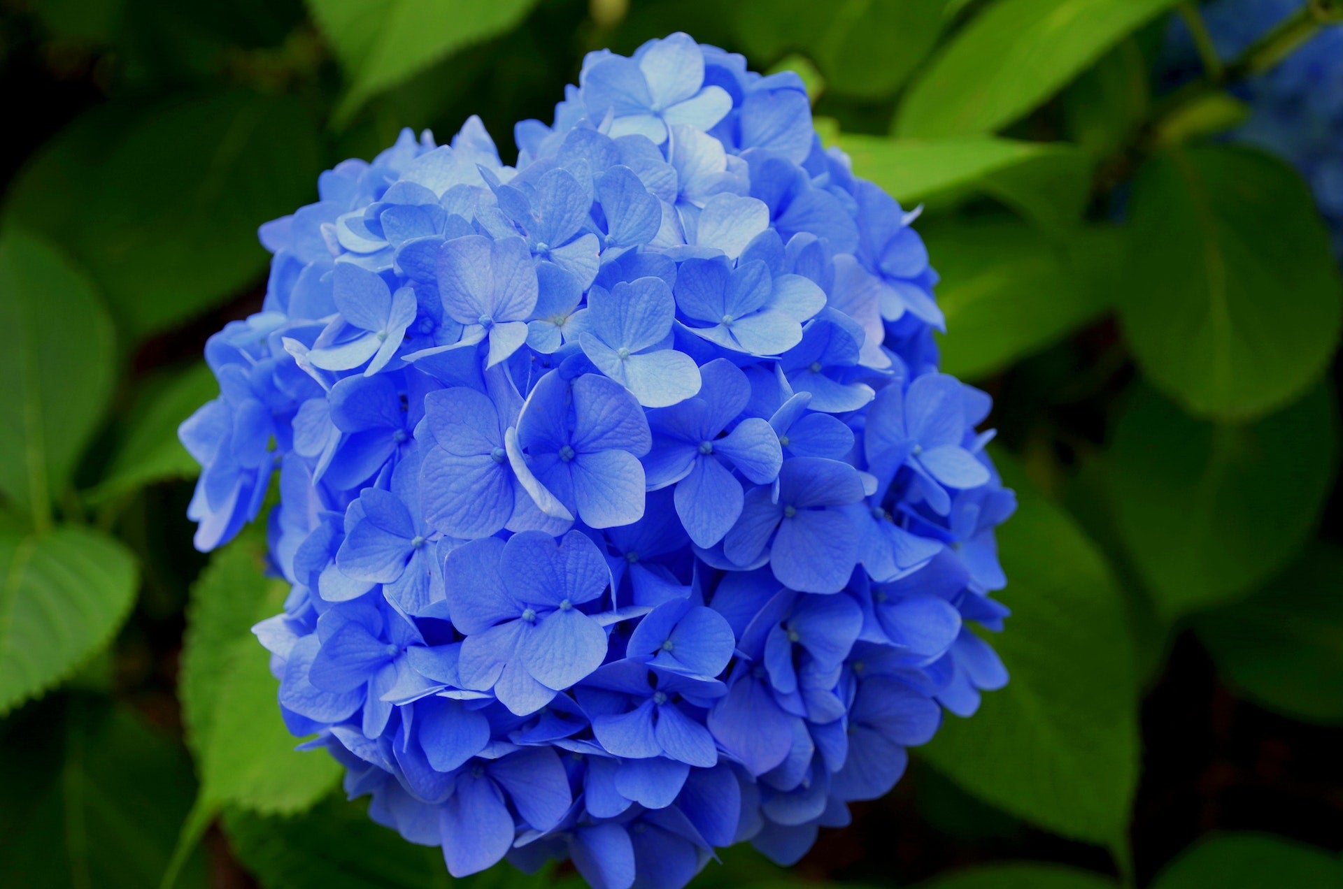 Hydrangea Haven: Exploring the Breathtaking Beauty and Beguiling Secrets of Merrit's
