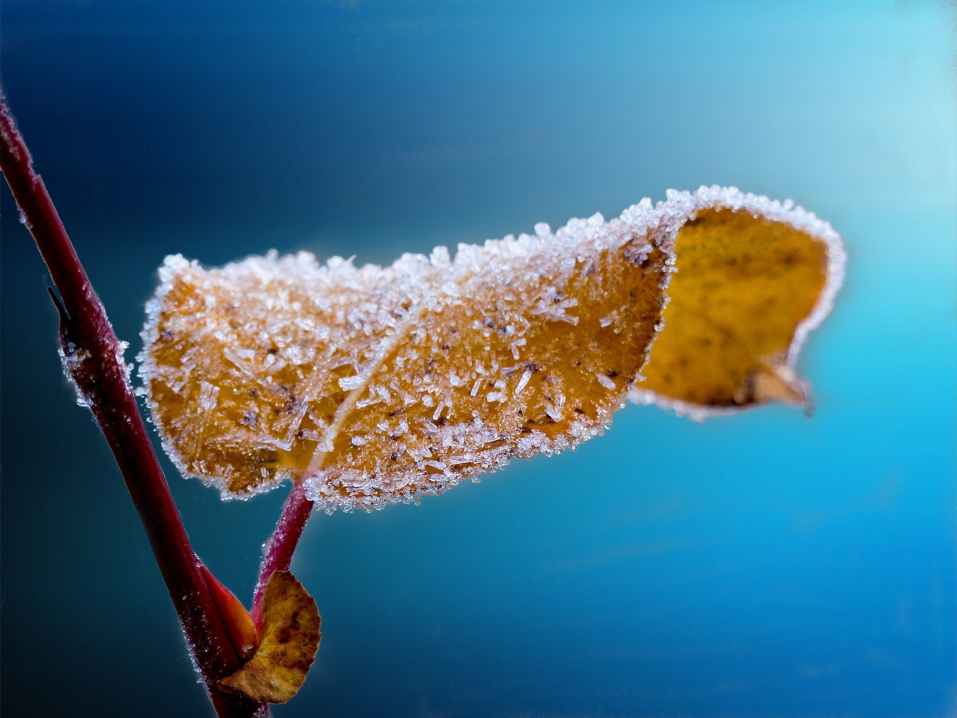 How to protect your plants from frost