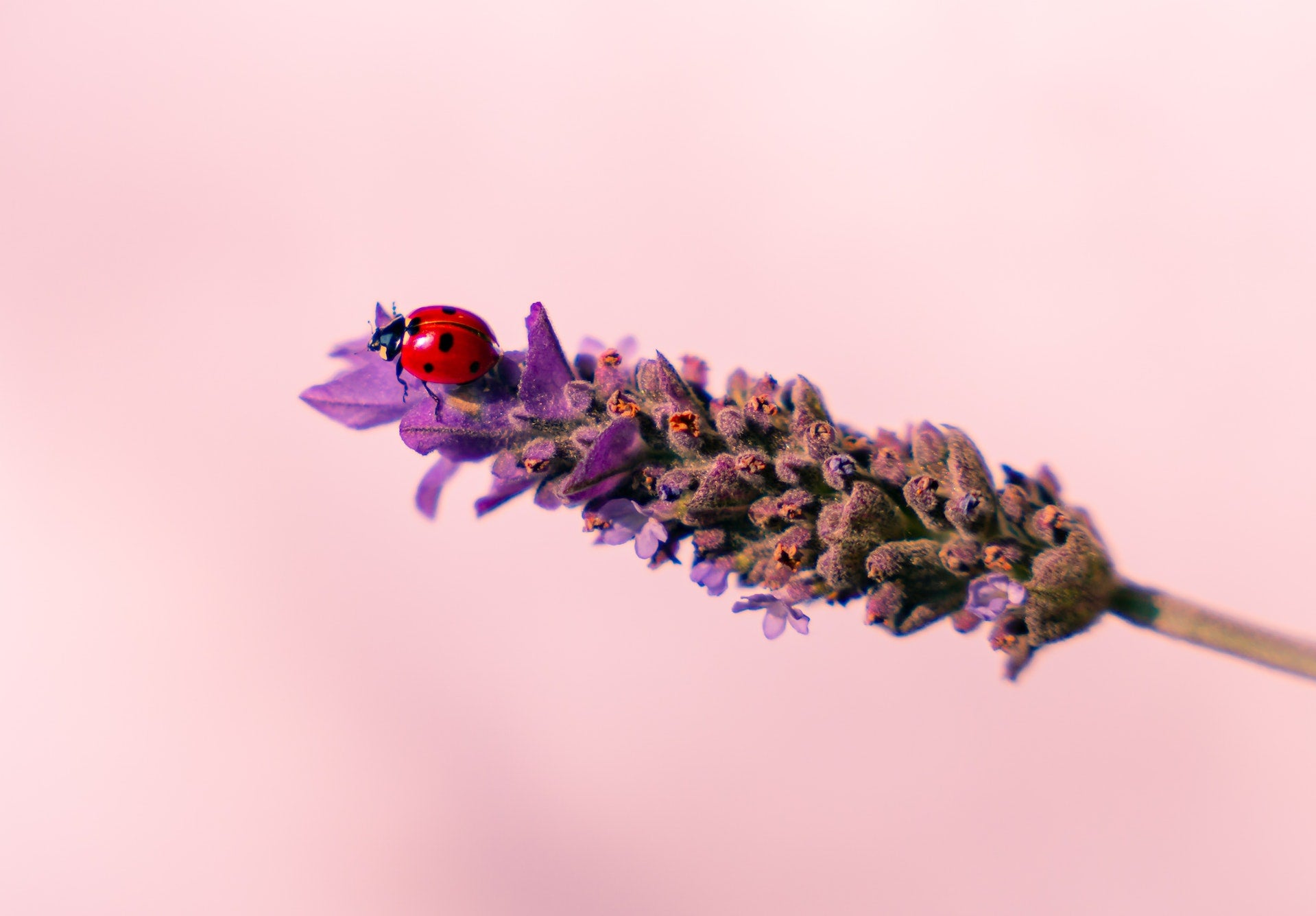 How to put out the welcome sign for beneficial insects