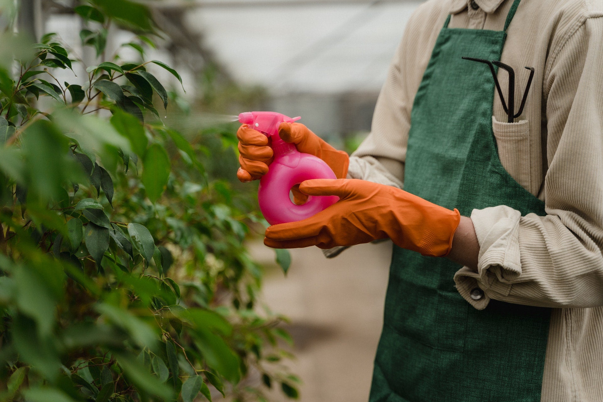 What is Horticultural Oil and how should I be using it?