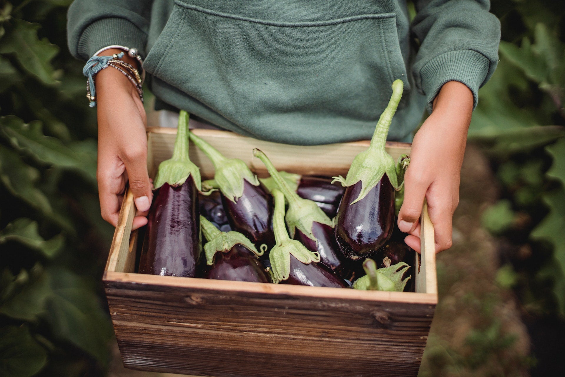 Basic’s Guide to a healthy Vegetable Garden