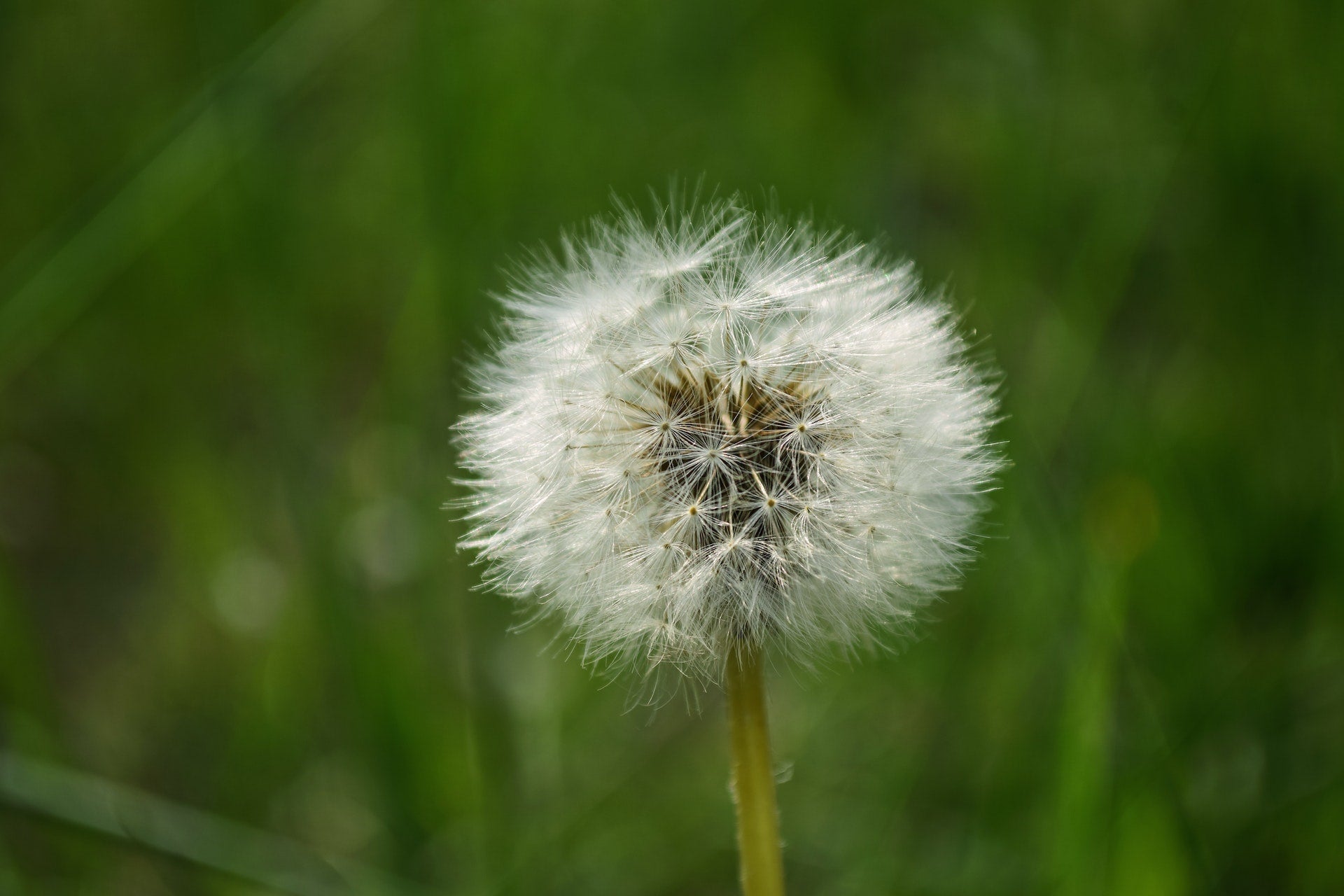 Weeds! How to fight off the enemy of every garden