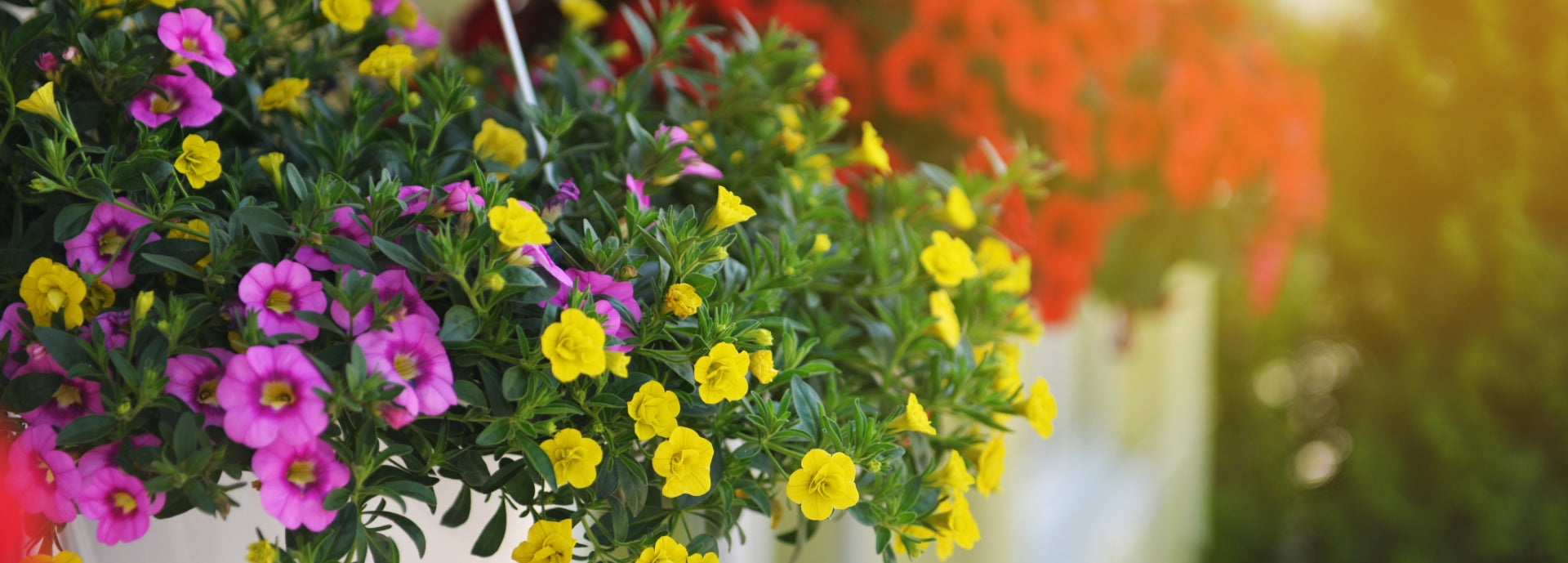 Annuals