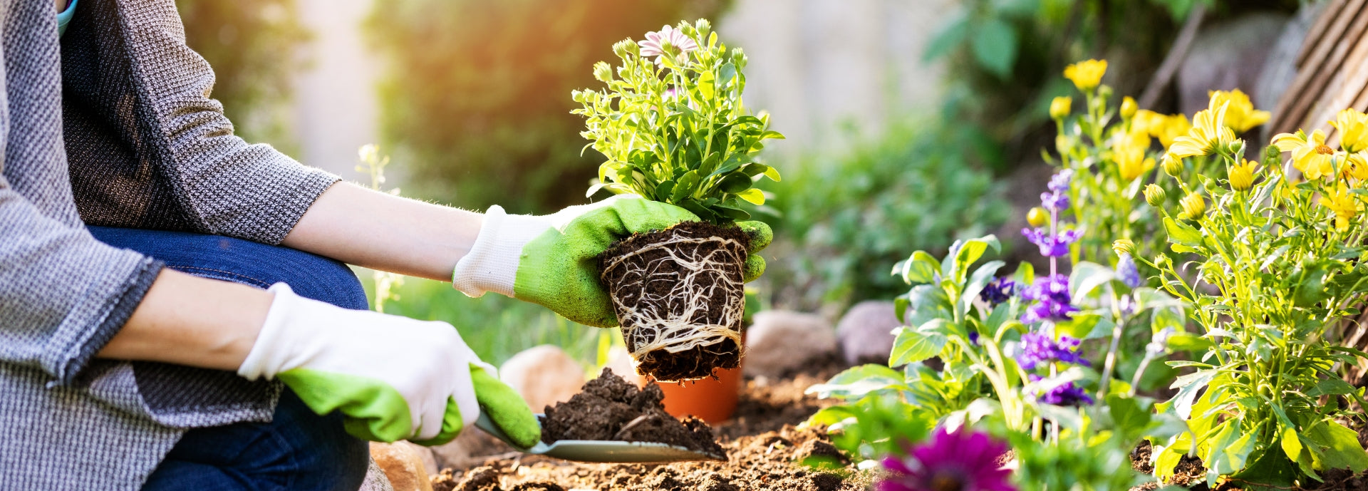 Landscape Plants