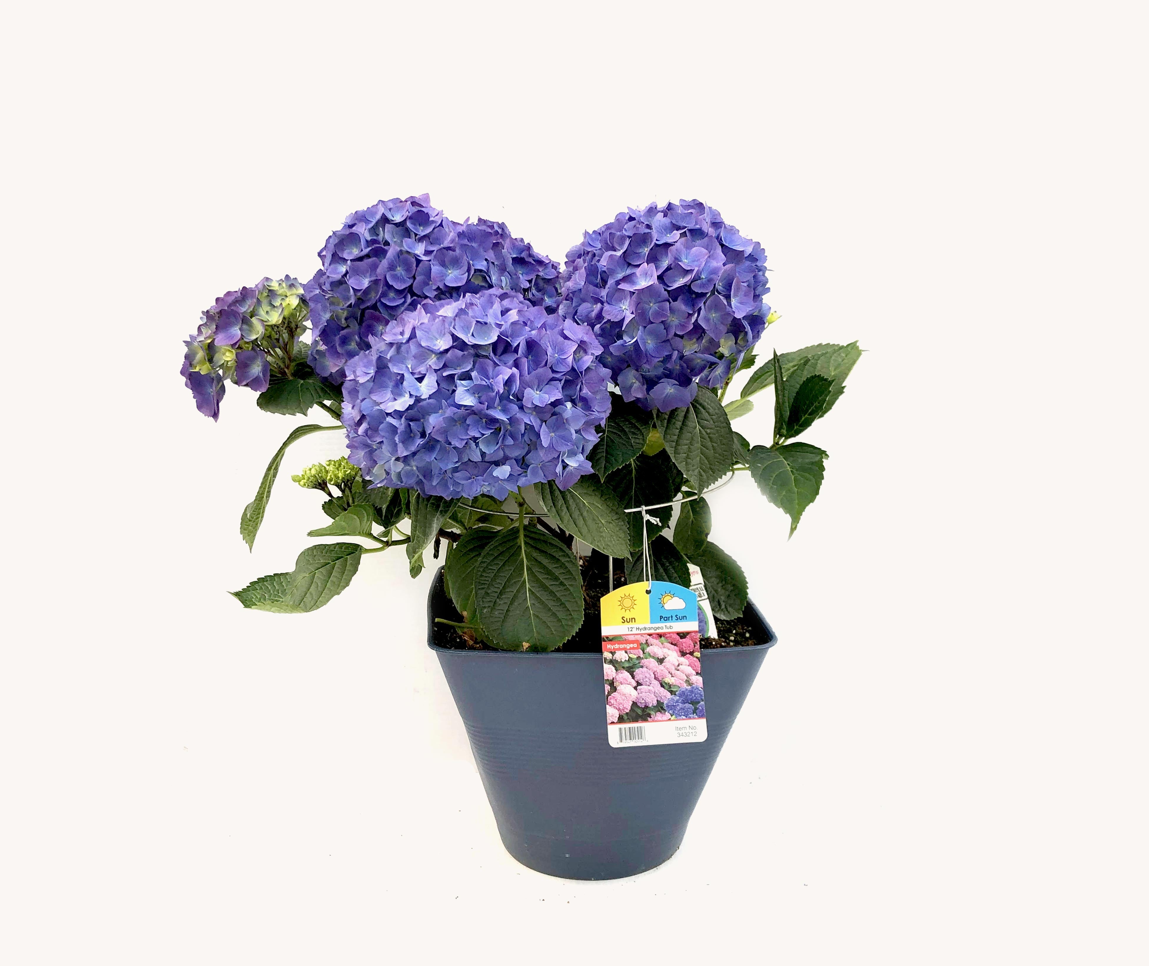 Hydrangea (12" Pot)