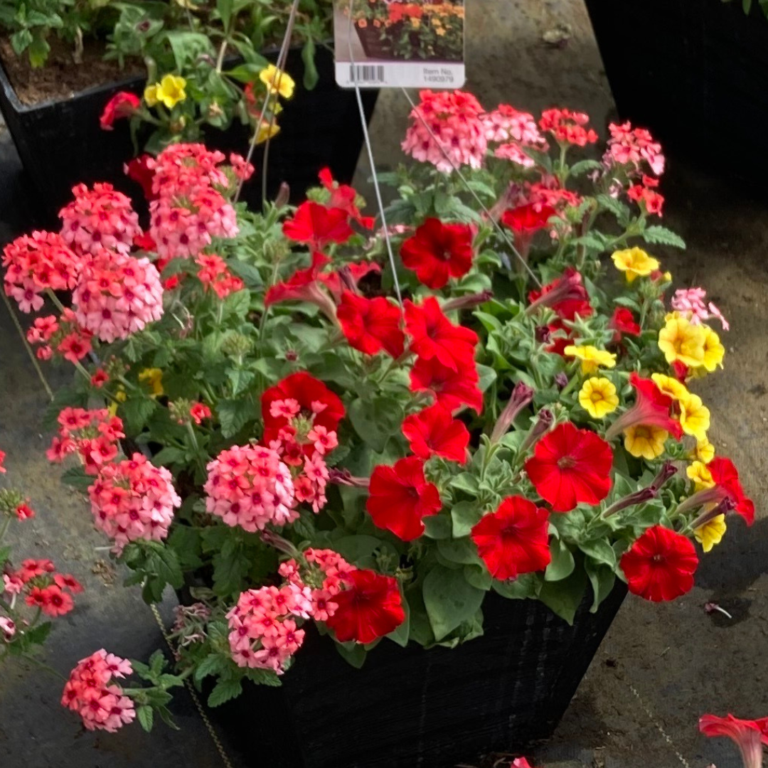 Wood Mixed Hanging Basket (Square Faux Wood Basket 12")