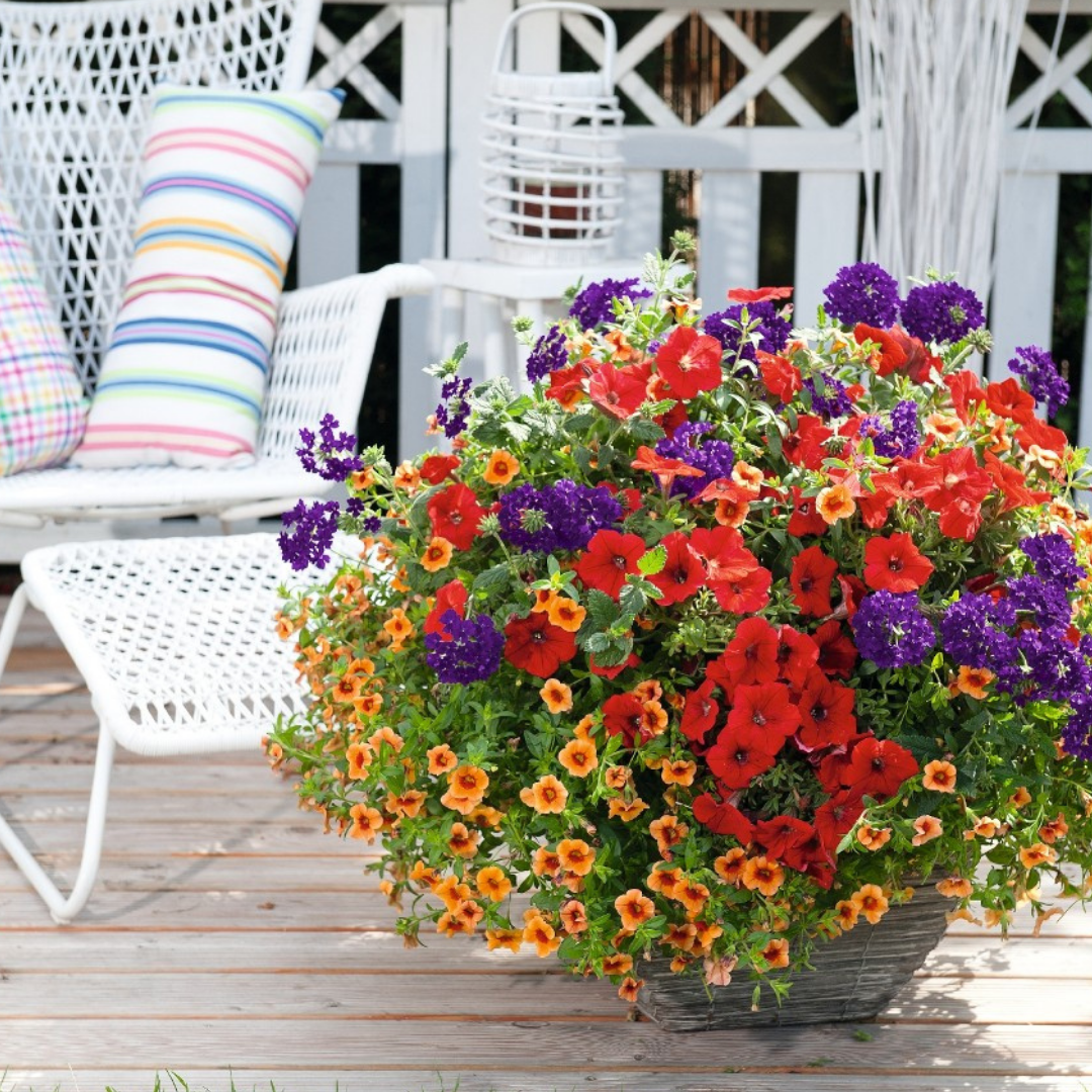 Mixed Hanging Basket (Jumbo Round)