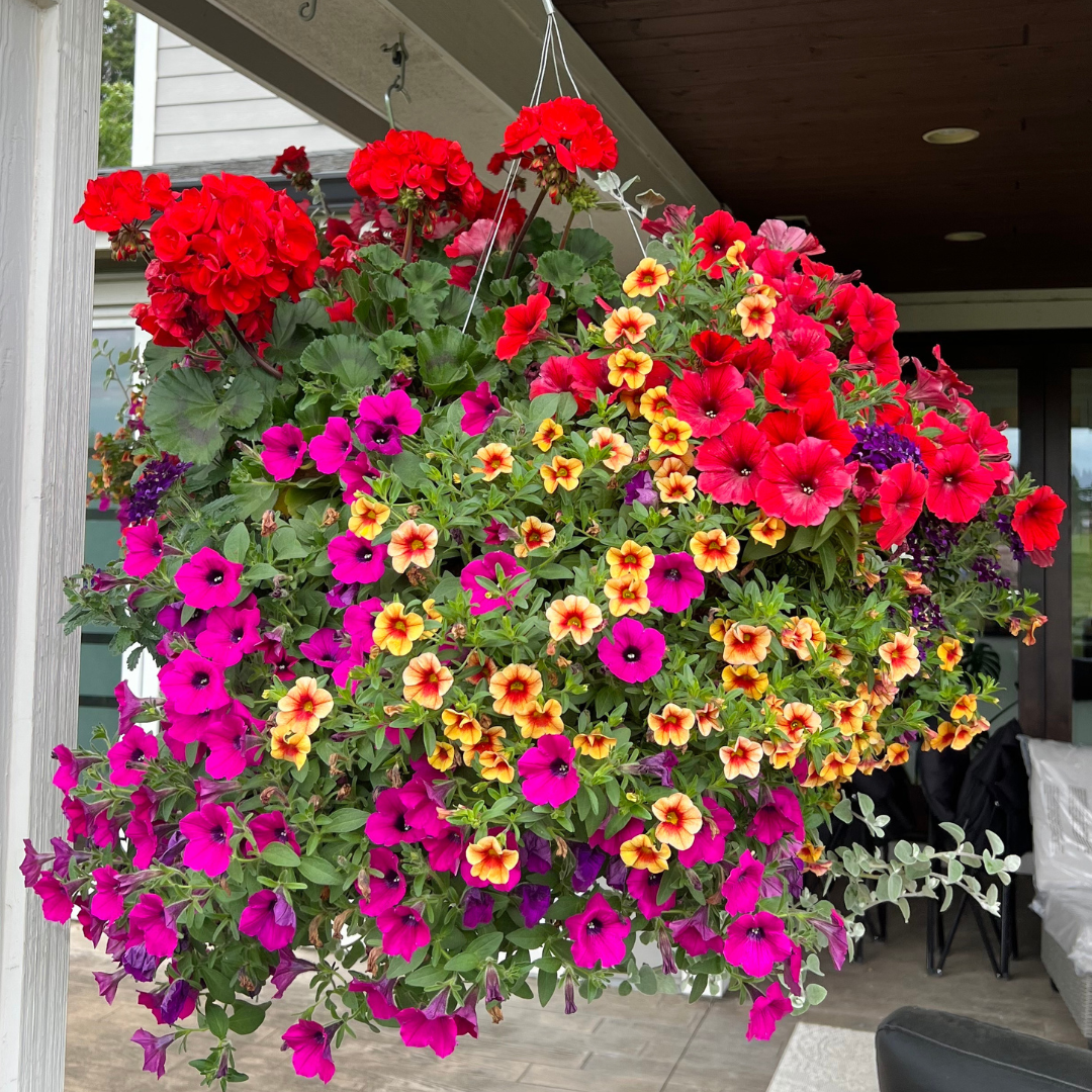 Mixed Hanging Basket (Jumbo Round)