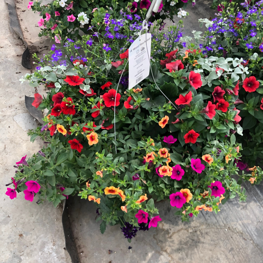 Mixed Hanging Basket (Jumbo Round)