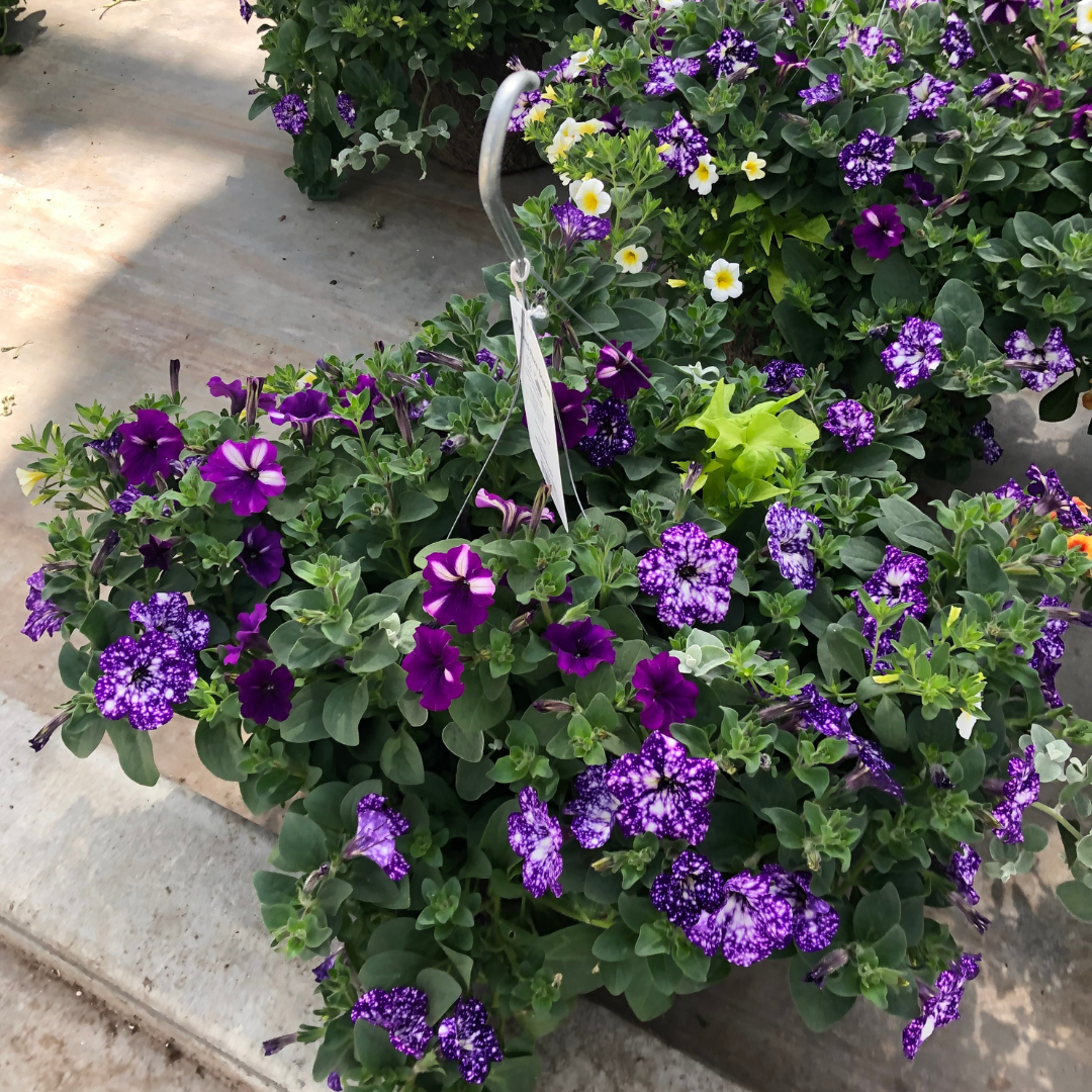 Mixed Hanging Basket (Jumbo Round)