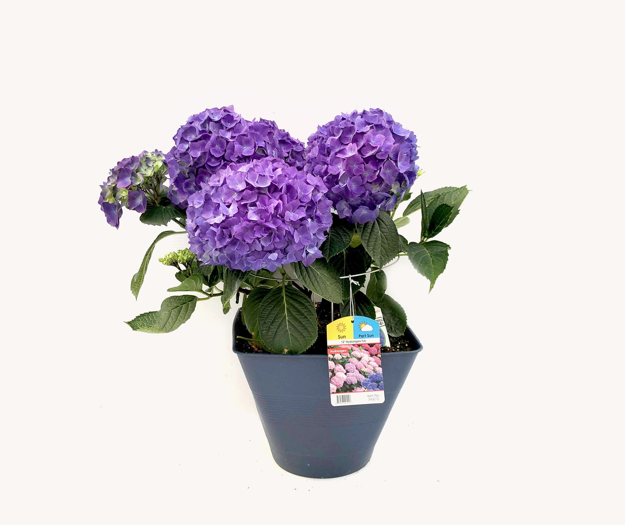 Hydrangea (12" Pot)