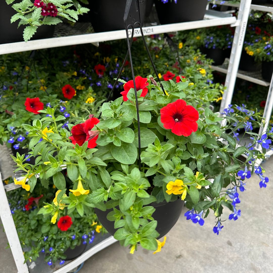 Mixed Hanging Basket (Jumbo Round)