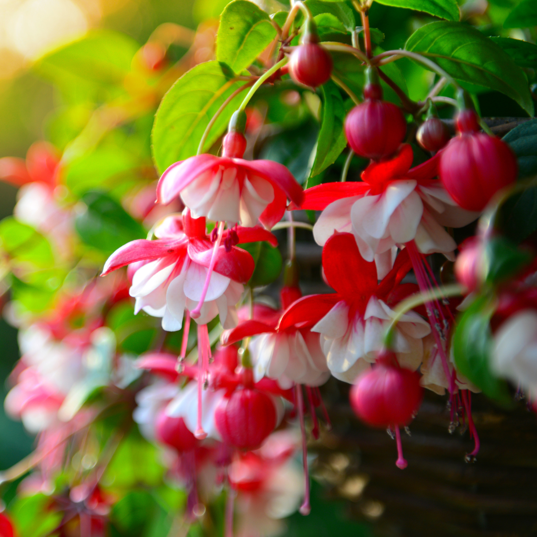 Fuchsia Hanging Basket (Round Basket)