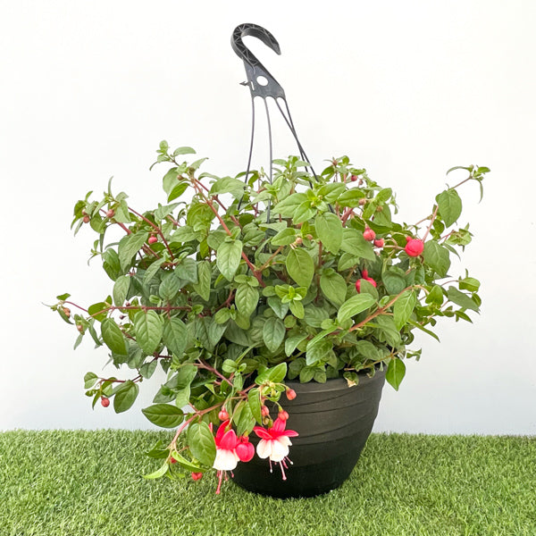 Fuchsia Hanging Basket (Round Basket)