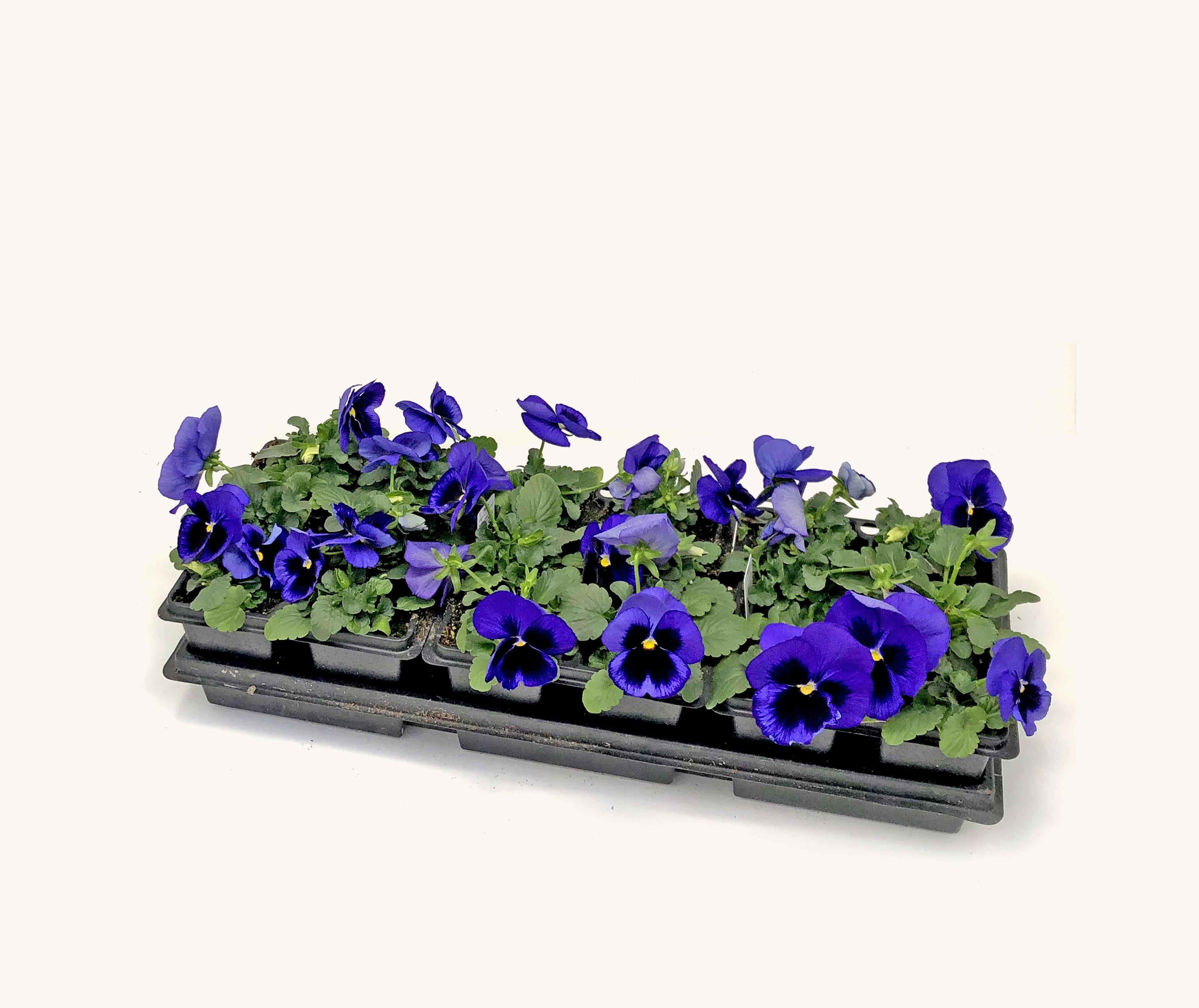Pansy (1801 Cell Pack)