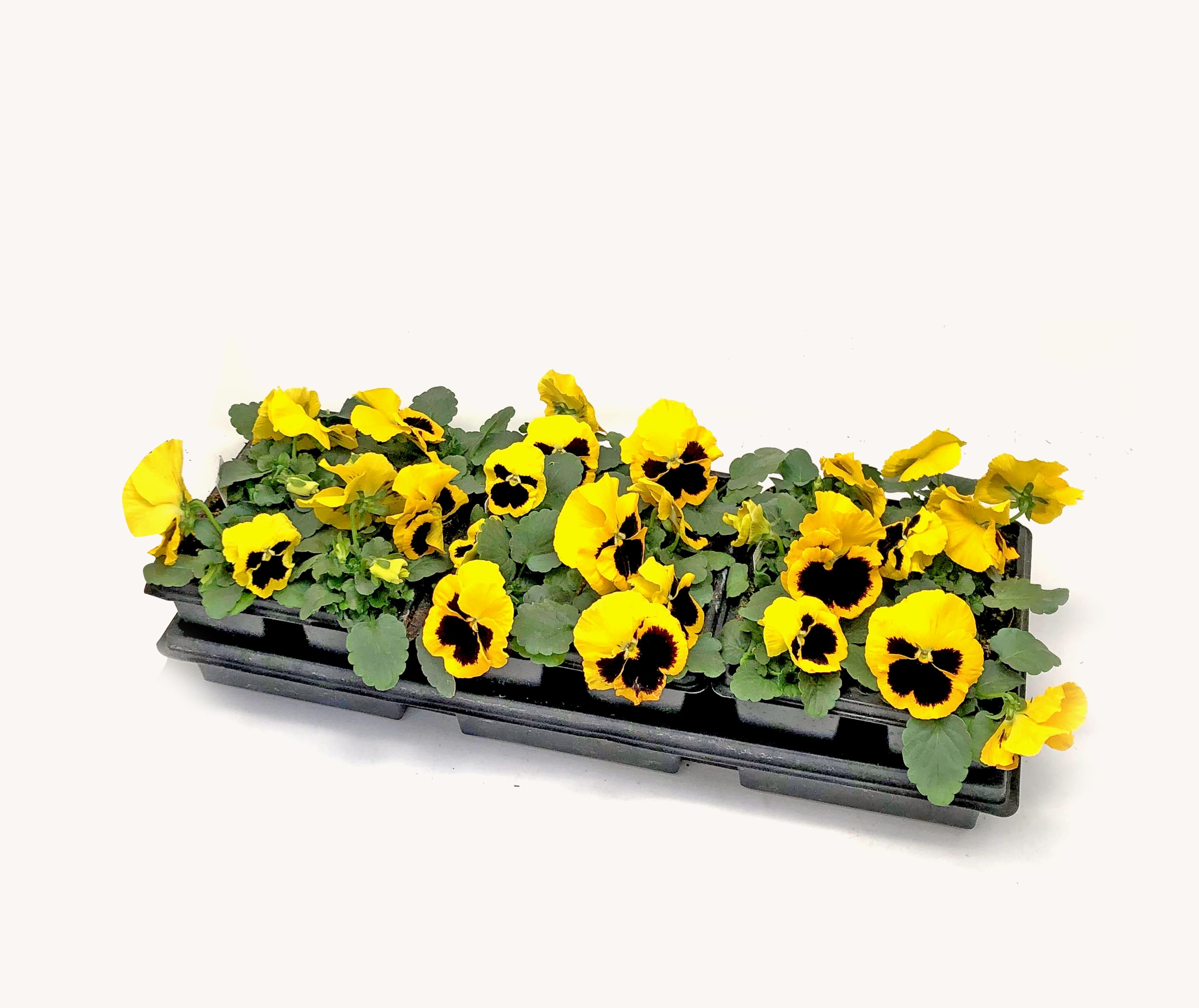 Pansy (1801 Cell Pack)