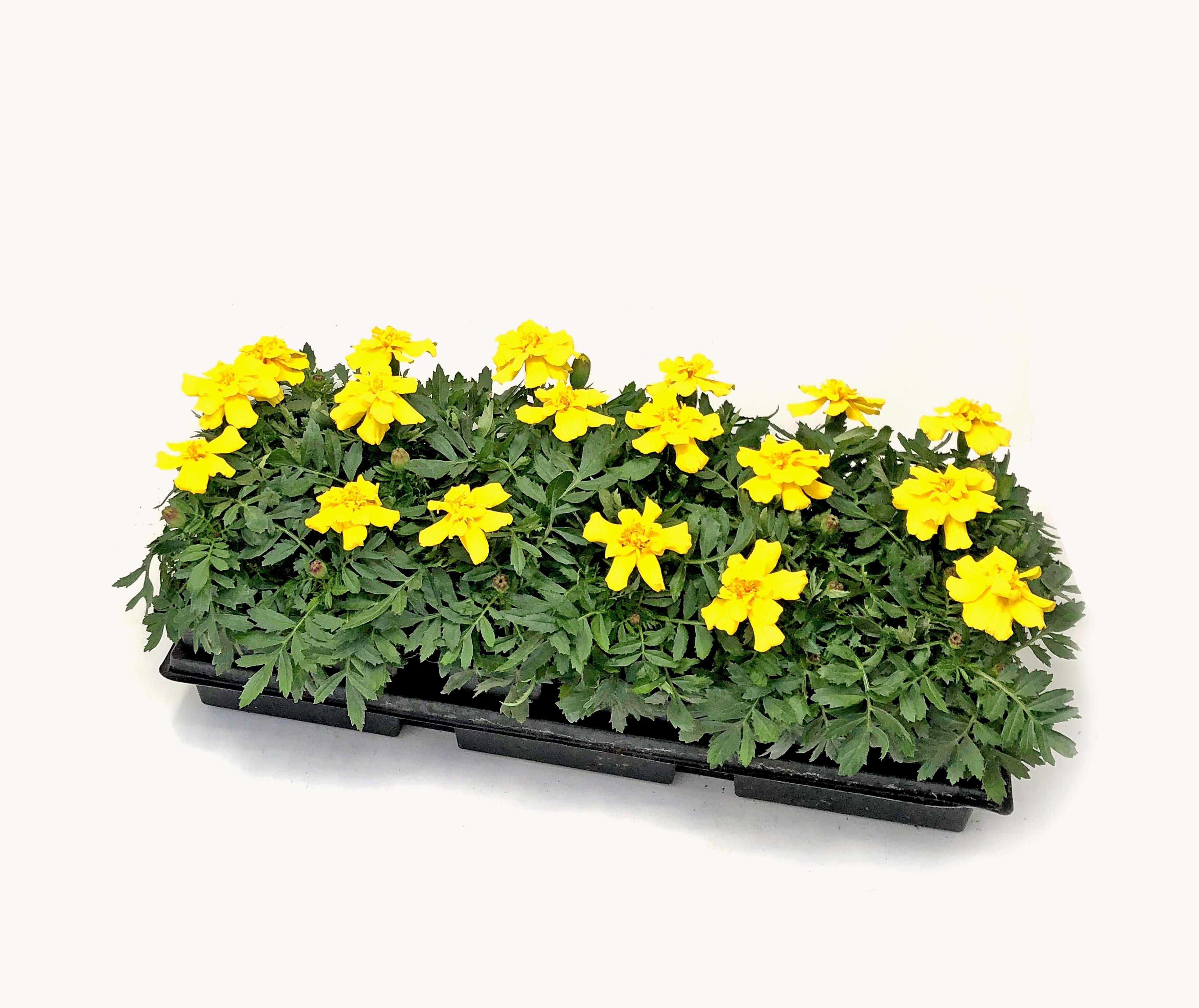 Marigold (1801 Cell Pack)