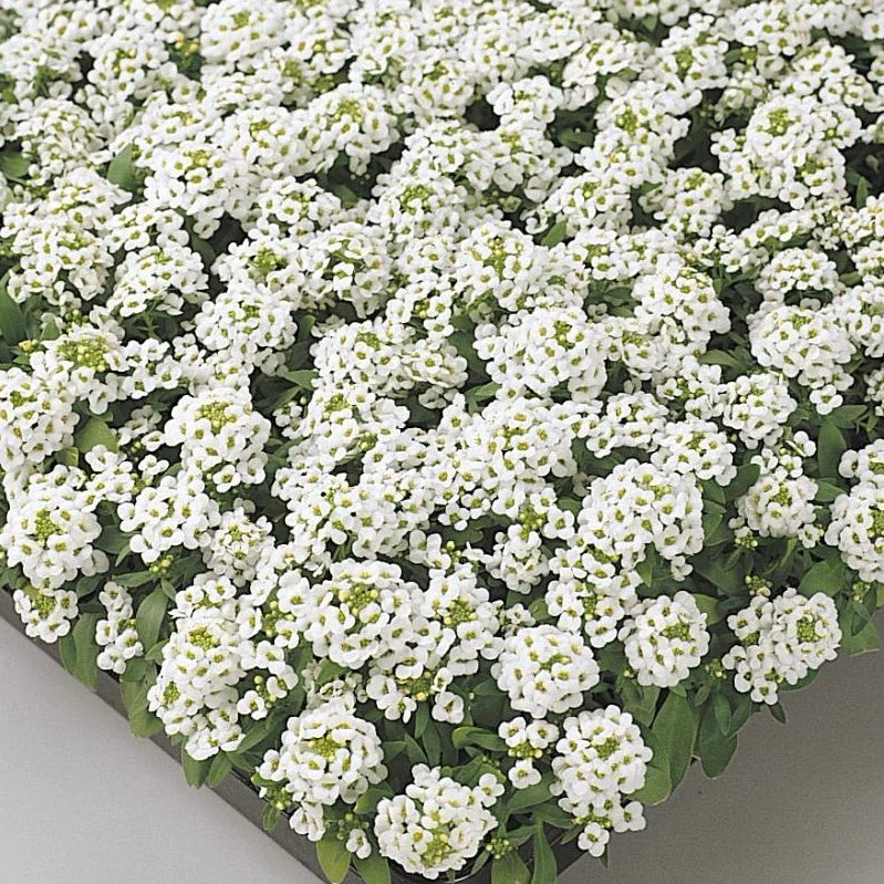 Alyssum (1801 Cell Pack)