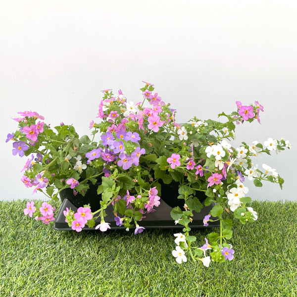 Bacopa Multi-Colour (6" Pot)