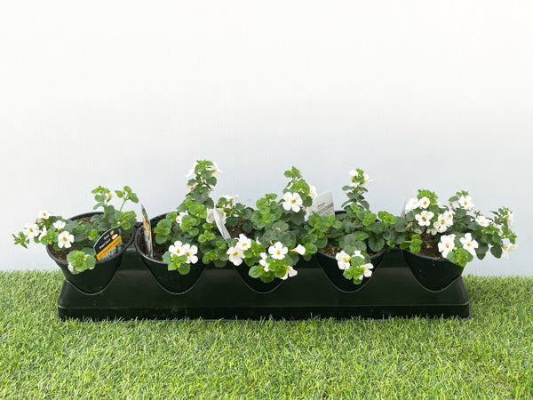 Bacopa (4" Pot)