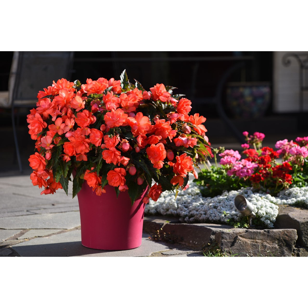 Begonia (6" Pot)