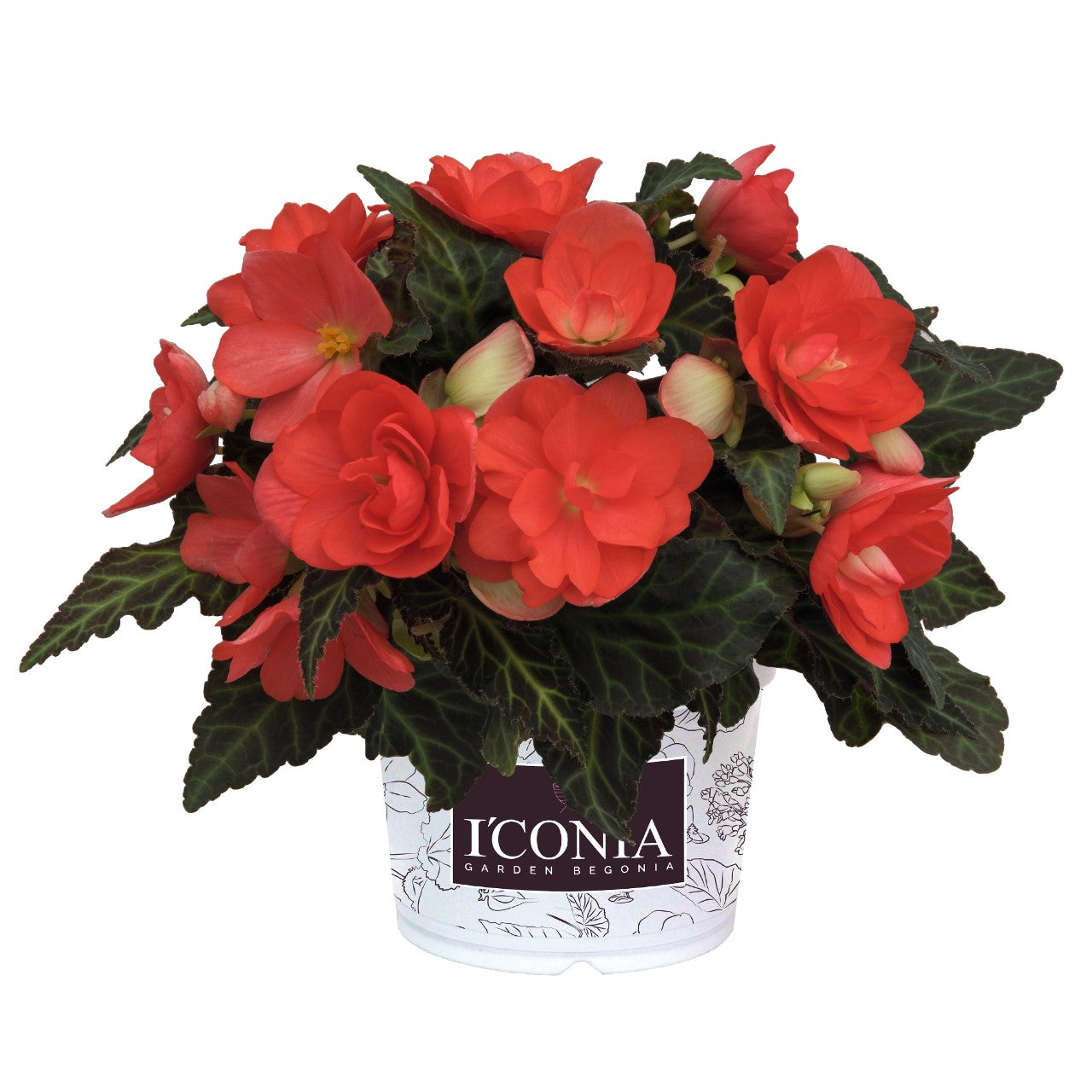 Begonia (6" Pot)