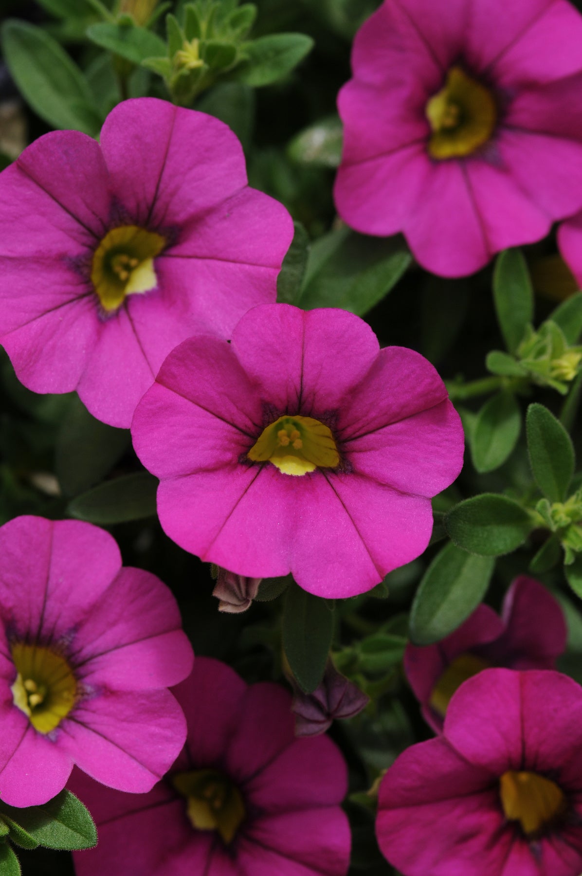 Calibrachoa (4" Pot)