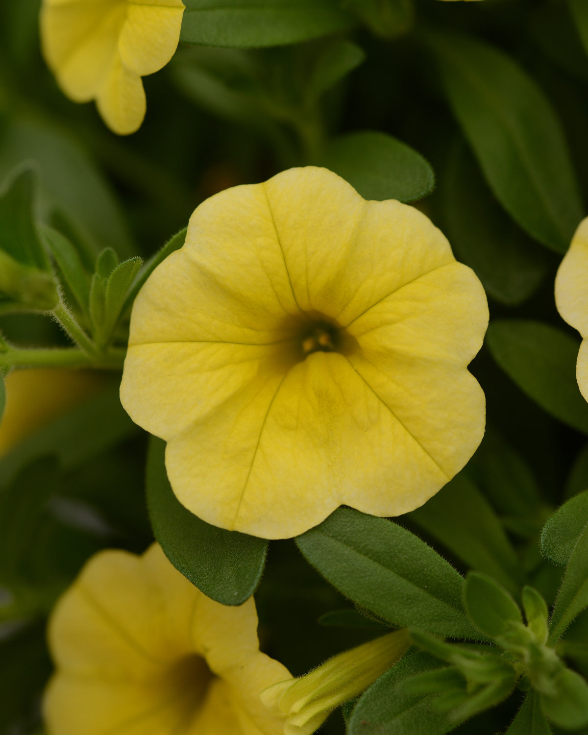Calibrachoa (4" Pot)