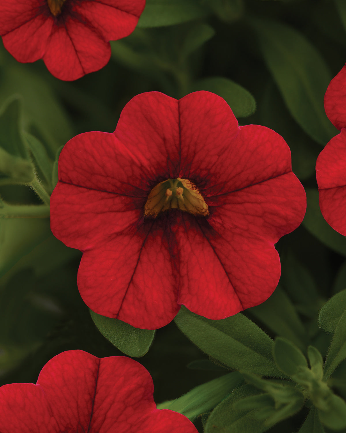 Calibrachoa (4" Pot)