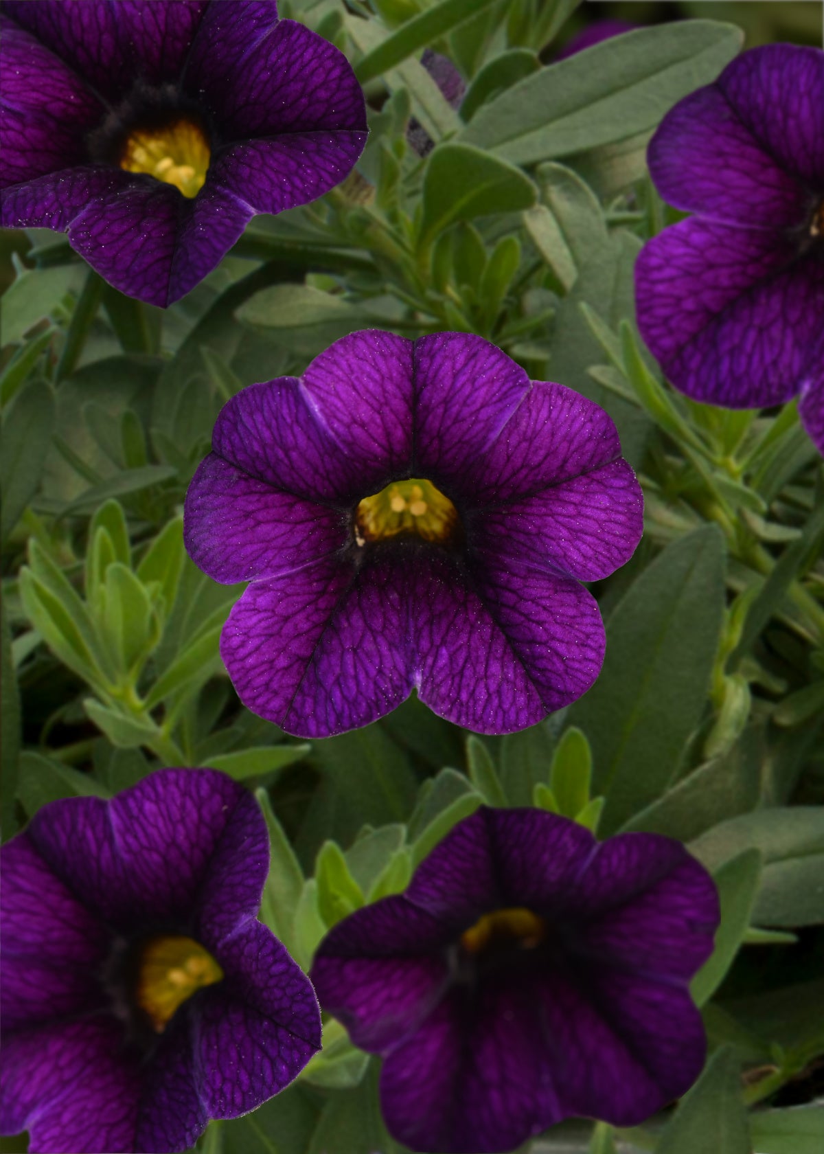 Calibrachoa (4" Pot)
