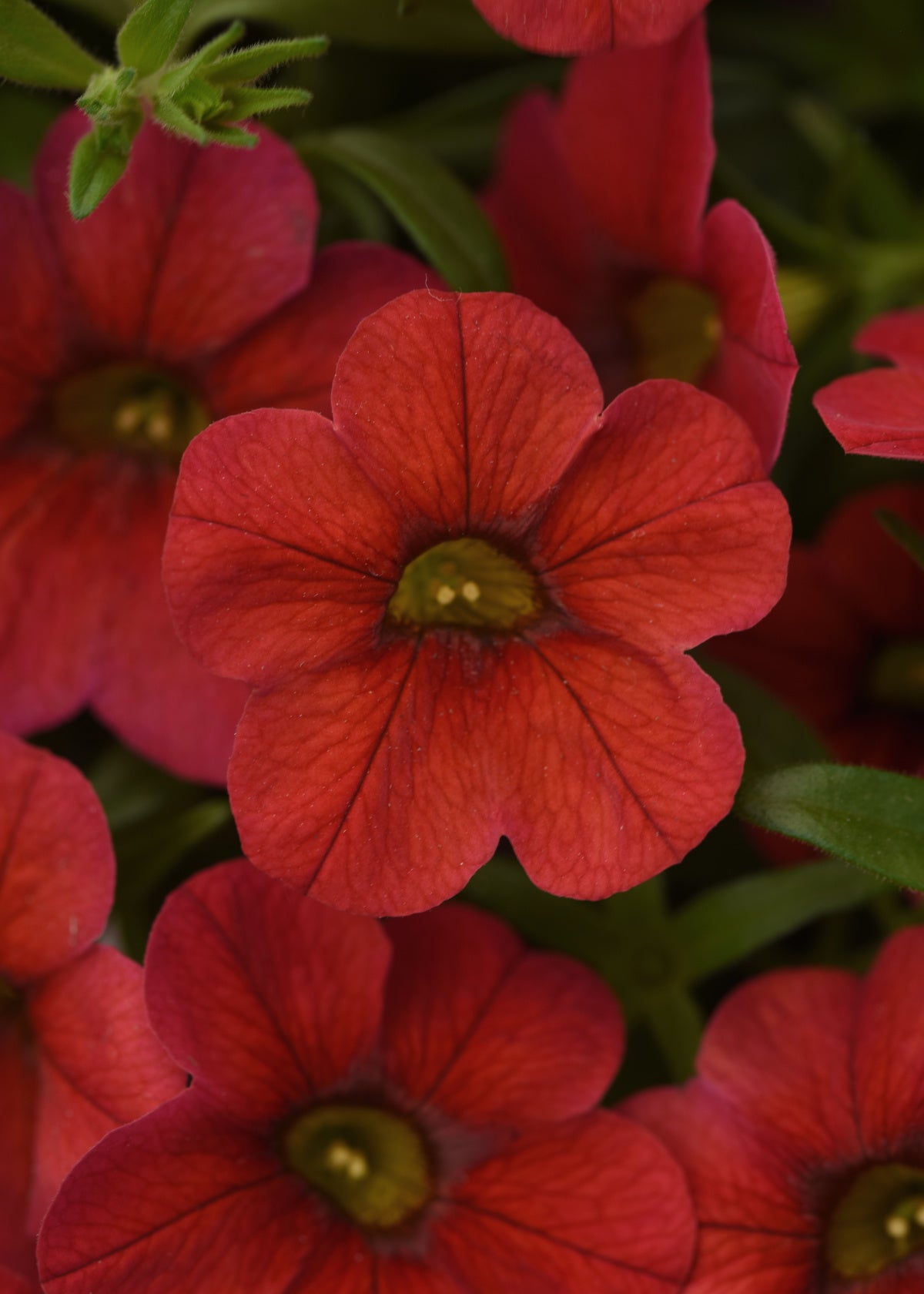 Calibrachoa (4" Pot)