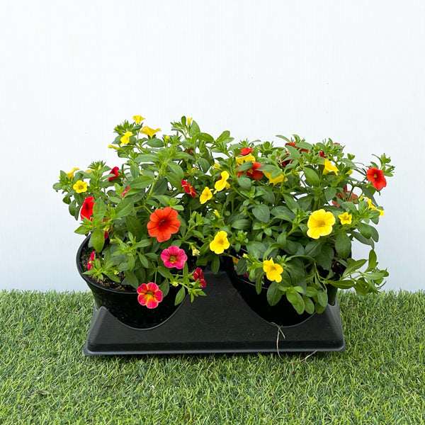 Calibrachoa Multi-Colour (6" Pot)