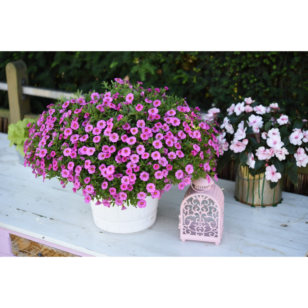 Calibrachoa (4" Pot)
