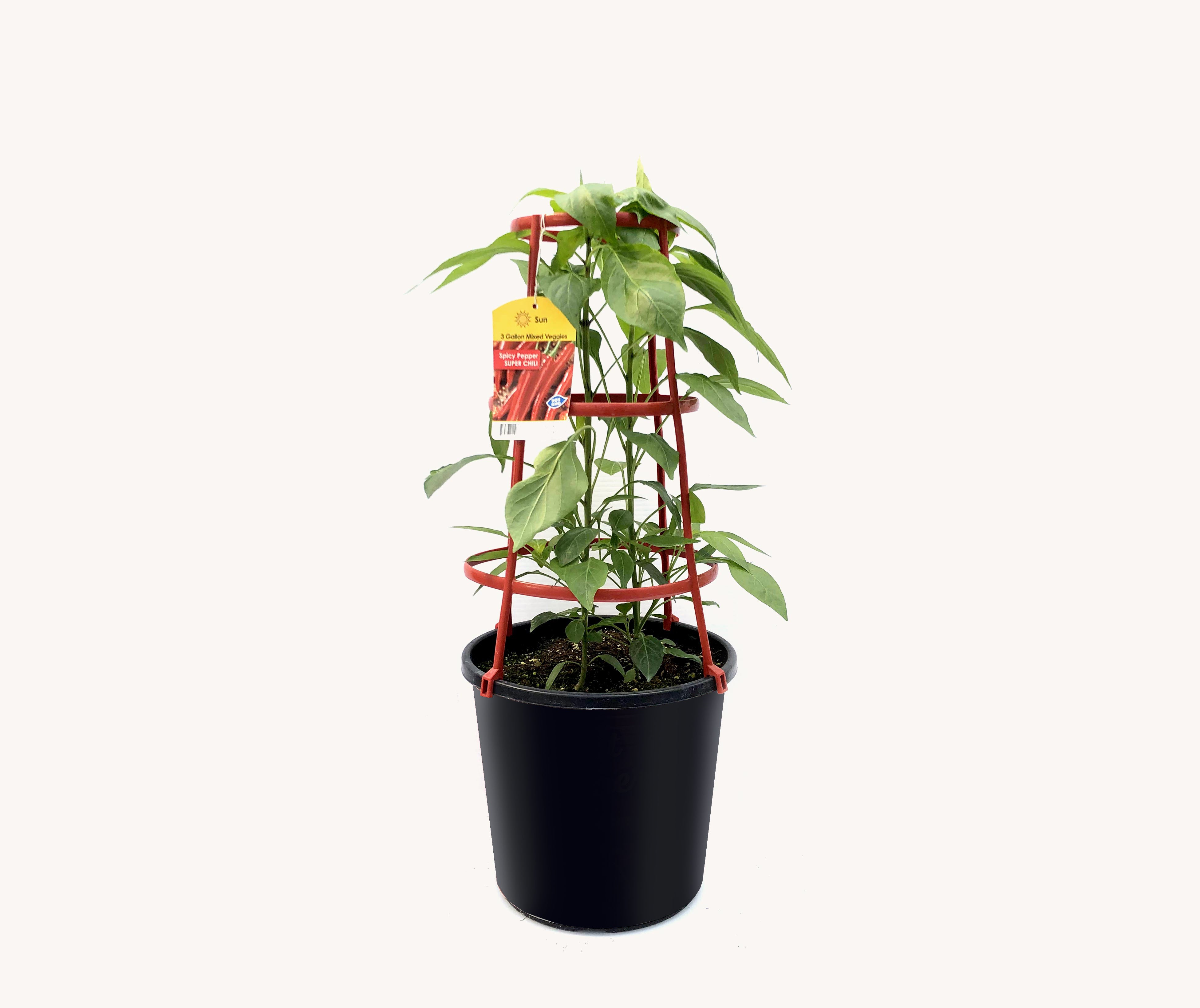 Pepper - Chili (12" Pot with Cage)