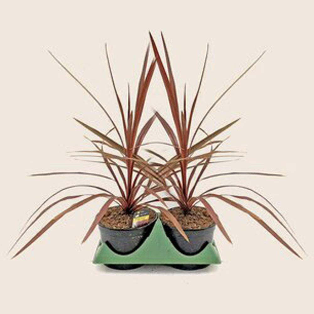 Cordyline (6" Pot)