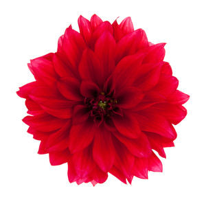 Dahlia (6" Pot)