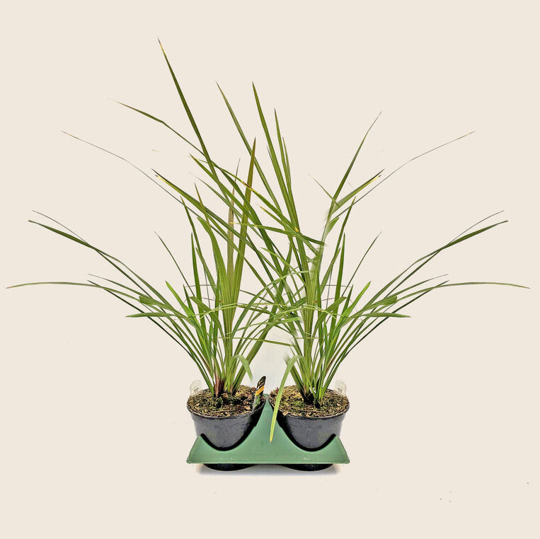 Dracaena (6" Pot)