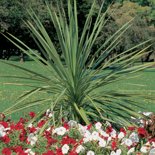 Dracaena (6" Pot)