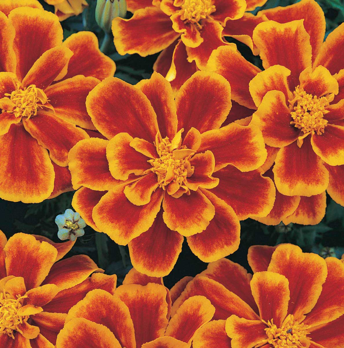 Marigold (1801 Cell Pack)